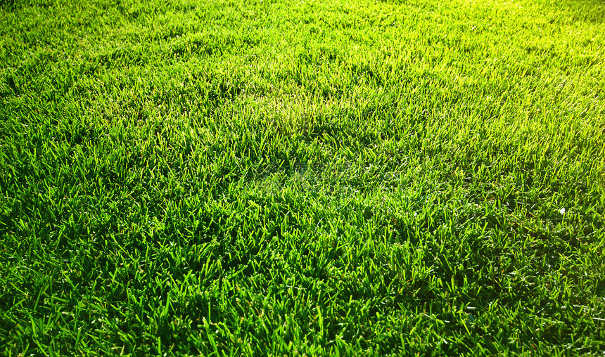 青草照片足球高尔夫球运动环境刀片院子场地农业牧场图片