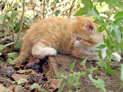 红猫木头宠物草地红色虎斑小猫背景图片