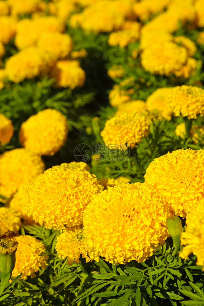 结花花植物万寿菊太阳橙子团体植物学土地农场墙纸院子图片