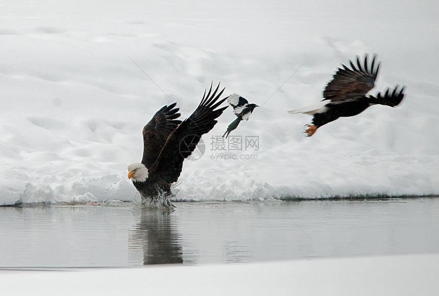 秃鹰的喂养栖息地国家野生动物团体食肉动物翅膀飞行天气海藻图片