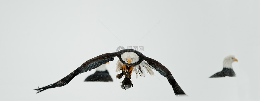 秃鹰的喂养荒野自由猎物生物动物食肉翅膀栖息地团体飞行图片