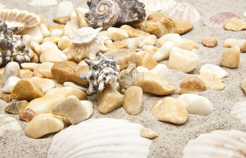 海壳和石块空白旅游旅行水平季节性框架海洋海岸热带贝壳图片