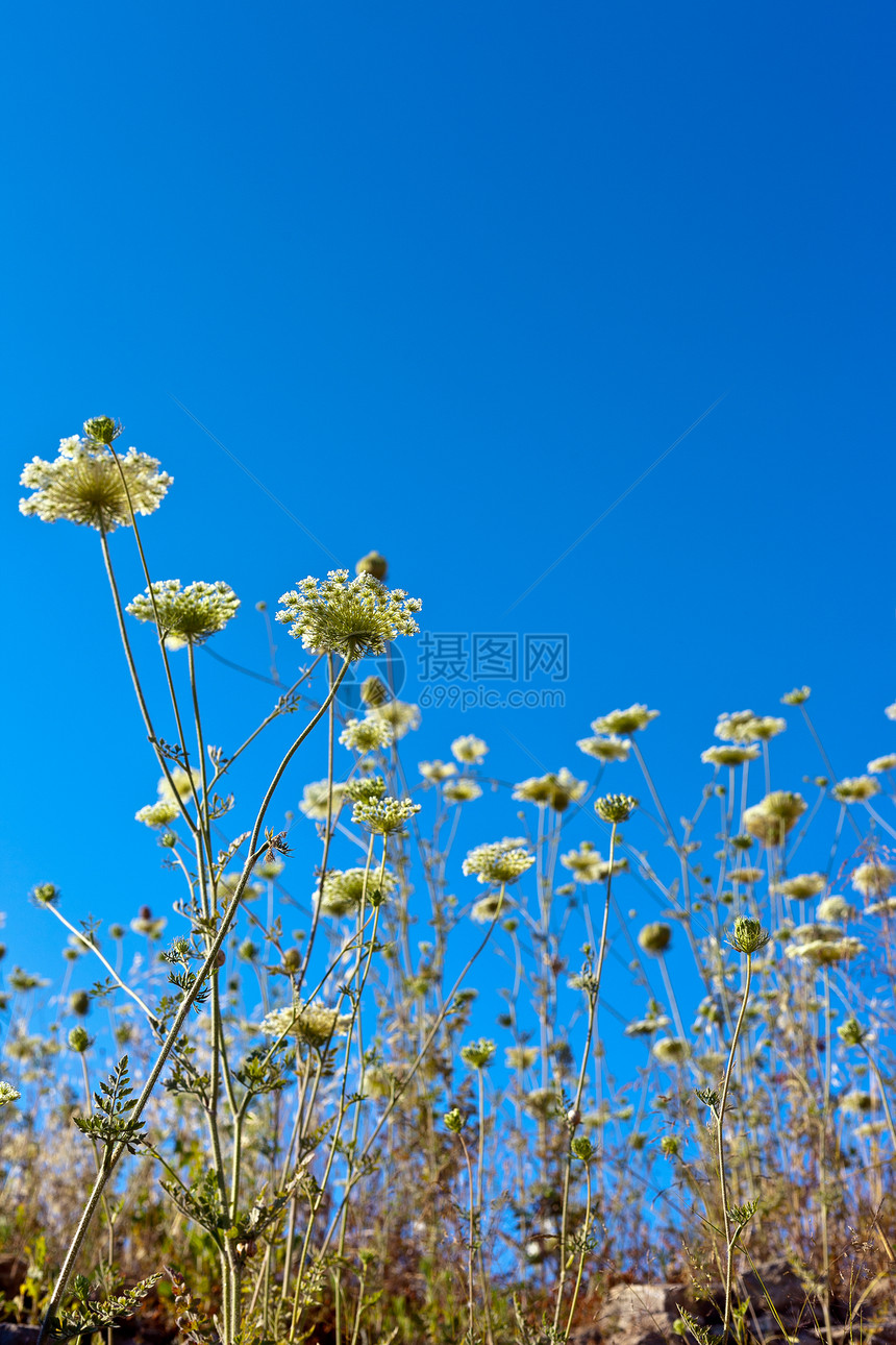 天空中美丽的花朵奶牛场景蓝色场地草地太阳荒野植物群雪花季节图片
