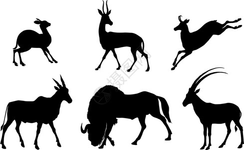 古都之一动物群集黑色白色牛角哺乳动物斗争荒野山羊古都羚羊保卫插画