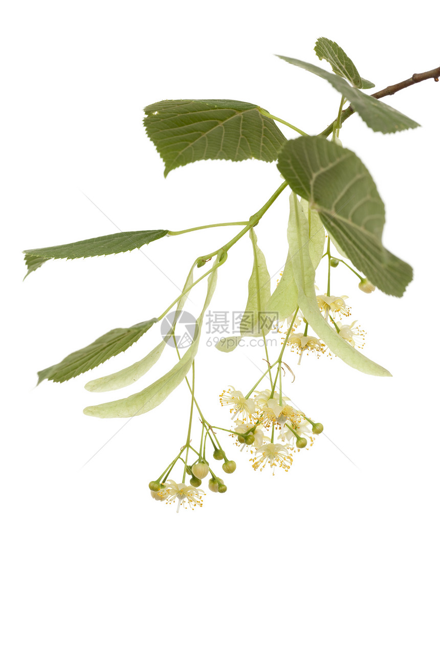 林德草本植物草药枝条宏观植物白椴叶子绿色图片