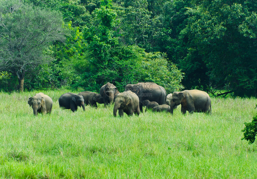自然界的印度野生大象旅行动物草地婴儿野生动物牧场团体小牛荒野厚皮图片