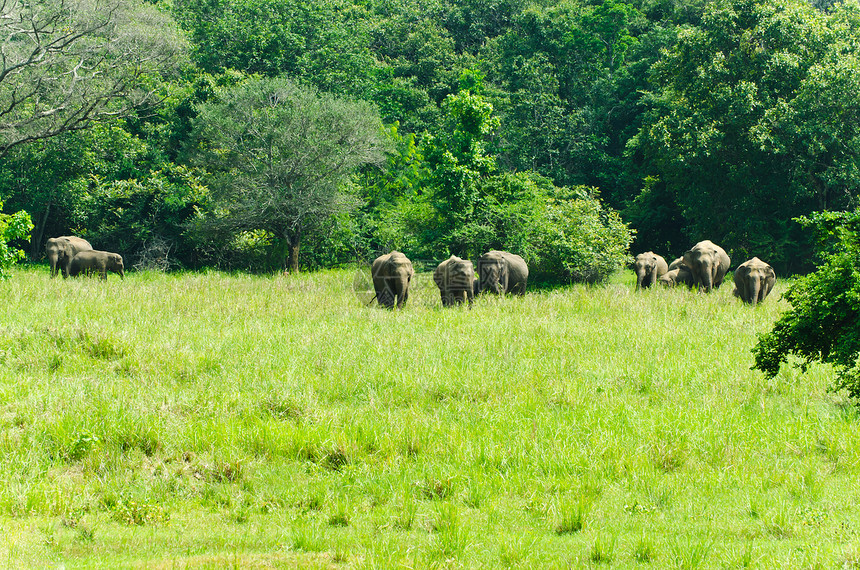 自然界的印度野生大象树木耳朵厚皮动物国家荒野公园男性婴儿哺乳动物图片