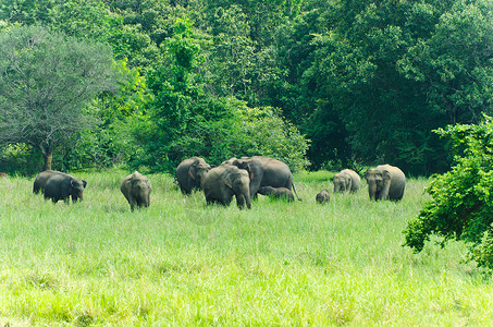 大象吃自然界的印度野生大象耳朵婴儿森林野生动物动物树干女性公园草地团体背景