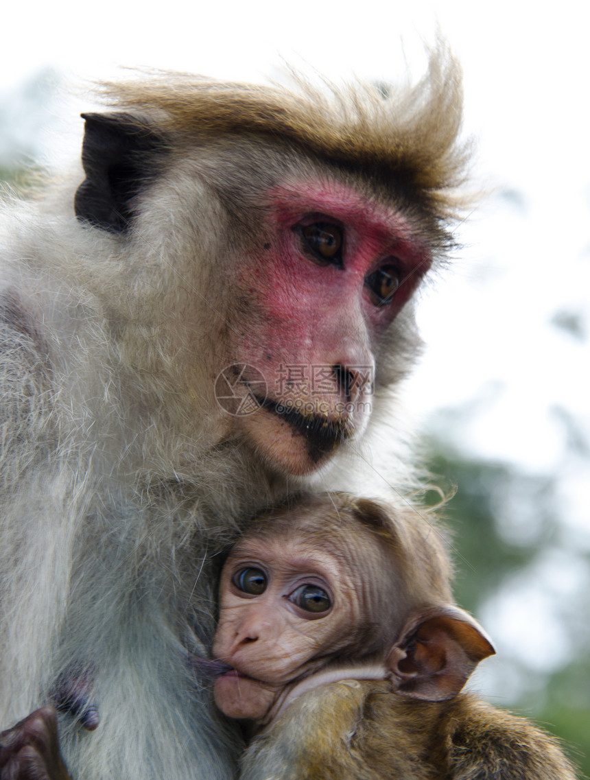 母子关系结束毛皮辐射荒野父母妈妈夫妻热带栖息地动物拥抱图片