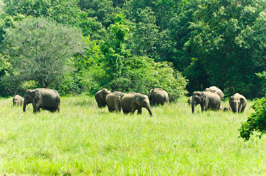 自然界的印度野生大象女性牧场旅行小牛家庭动物国家耳朵树木树干图片