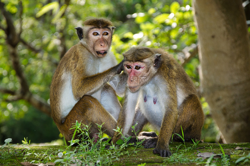 双胞胎的成年马甲猴图片