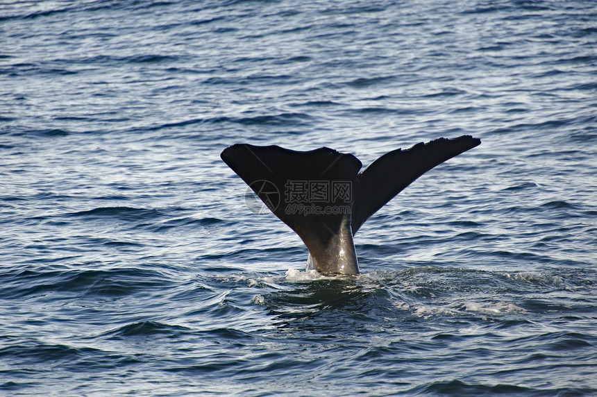 香鲸捕食者尾巴潜水吸虫图片