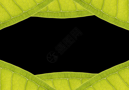 黑色文字空间从叶叶的自然边框背景图片