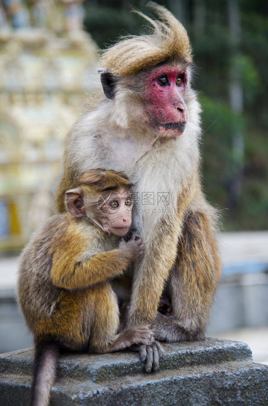 母子关系结束父母猕猴婴儿动物群哺乳动物毛皮拥抱妈妈生长野生动物图片