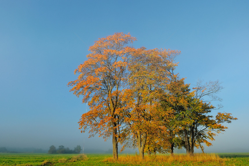 秋树公园蓝色树干阳光木头树叶地平线叶子地面天空图片
