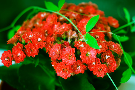 美丽的鲜花美味问候语广告明信片植物荒野绘画礼物太阳雏菊背景图片