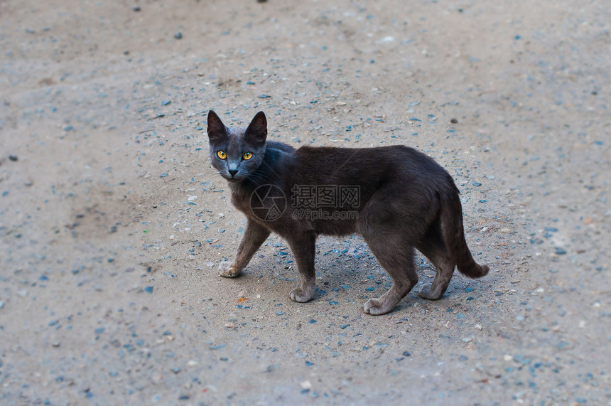美丽的黑猫头发眼睛猫科动物黑色动物宠物图片