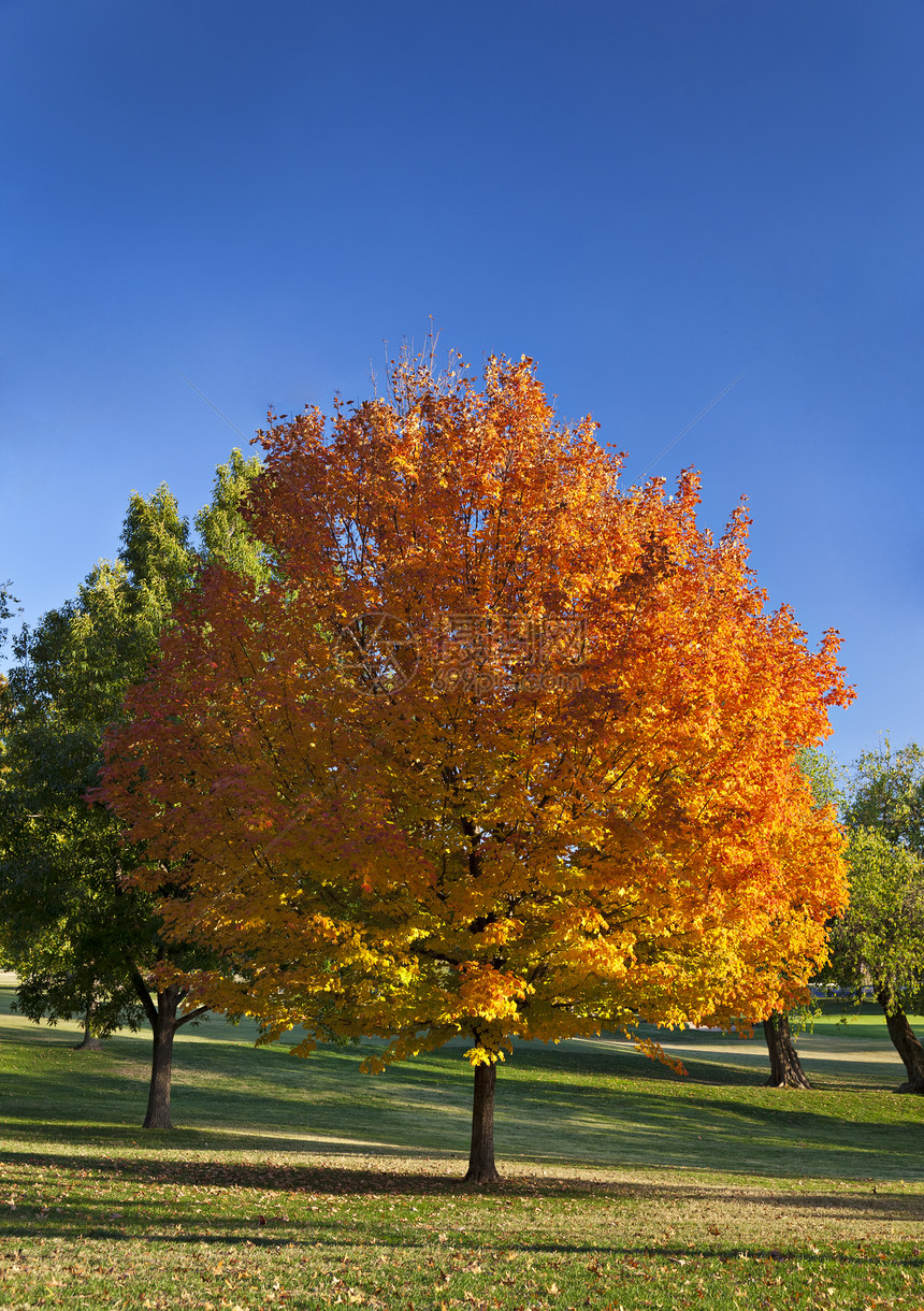 秋季天空叶子绿色公园橙子树木人群树叶蓝色季节图片