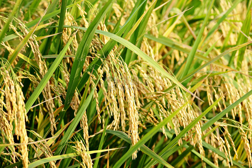 水稻厂环境主食文化场地旅行收成草地农田地球线条图片