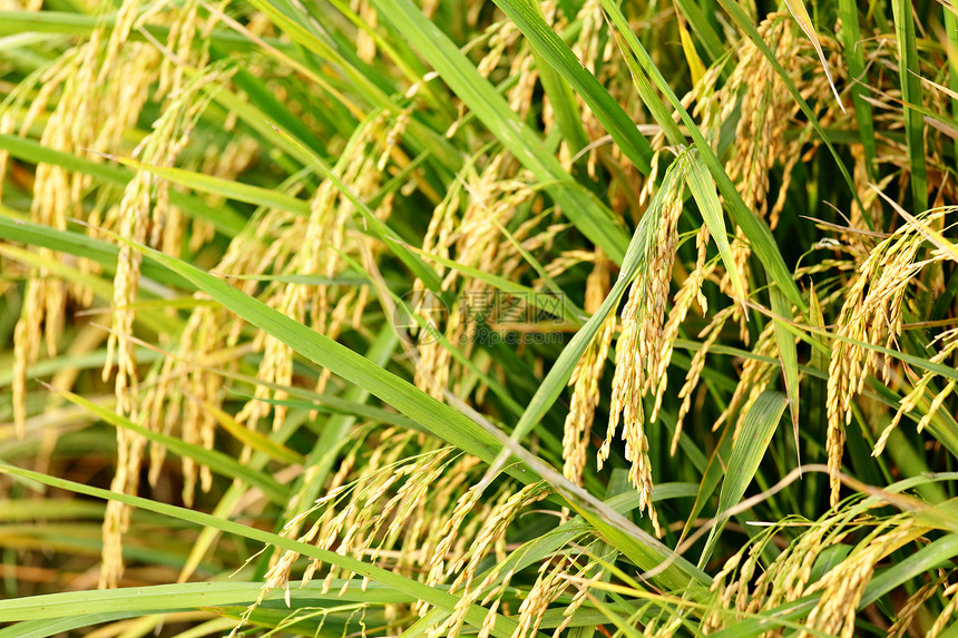 水稻厂场地收成生长场景文化植物旅行叶子农场植物群图片