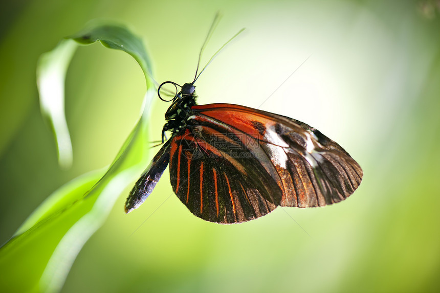 小邮差蝴蝶野生动物橙子绿色紫色宏观动物热带红色翅膀昆虫图片