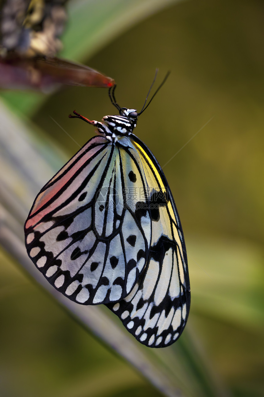 色彩多彩的蝴蝶野生动物热带翅膀宏观意念黄色昆虫动物图片