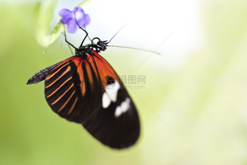 小邮差蝴蝶翅膀红色邮递员橙子野生动物热带紫色绿色叶子昆虫图片