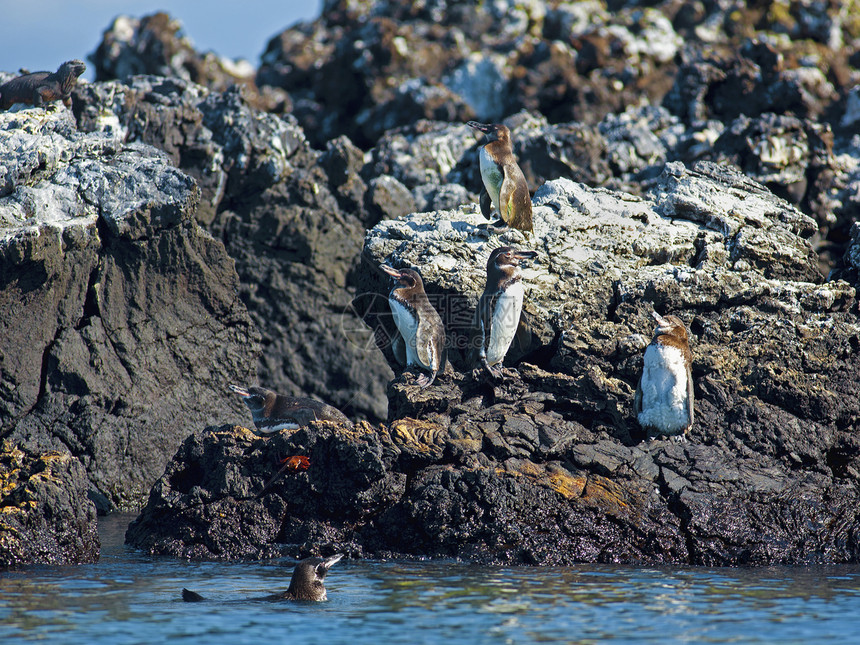 加拉帕戈斯企鹅野生动物观鸟羽毛好奇心国家翅膀公园蹼状海洋荒野图片