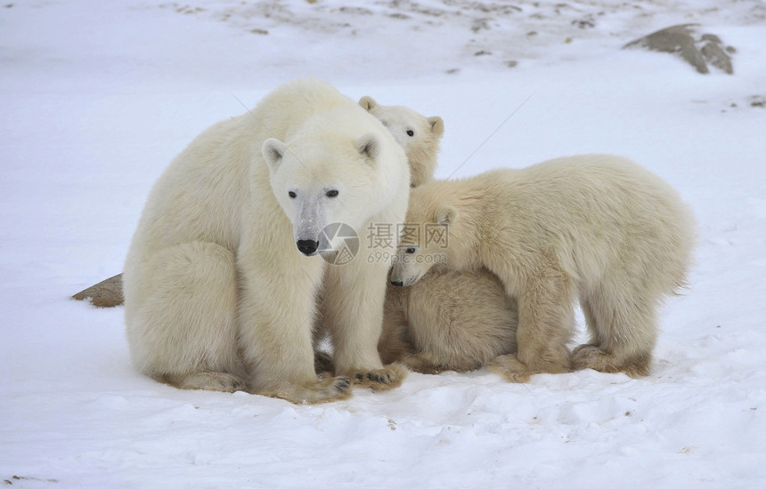 北极熊与幼崽食肉婴儿旅行濒危电影动物捕食者照片野生动物母亲图片
