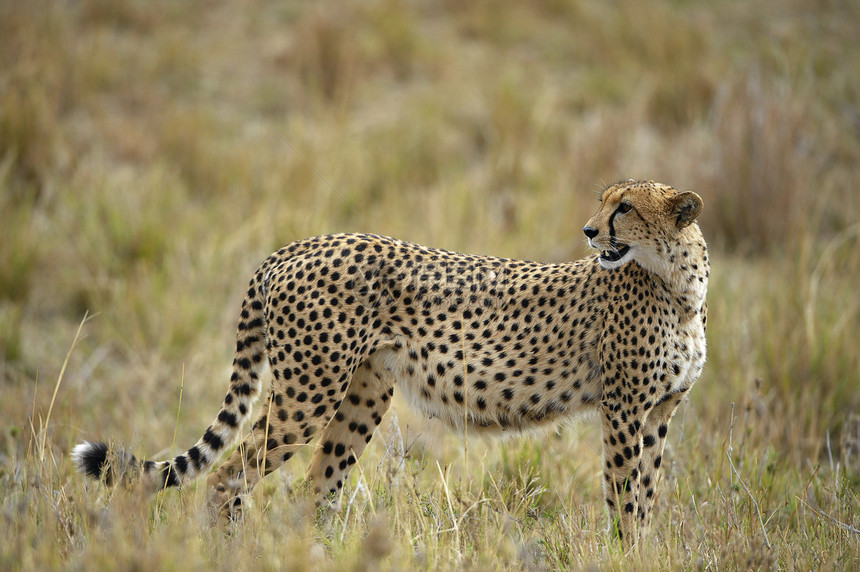 猎豹环境猎人女性捕食者力量动物濒危猫科荒野哺乳动物图片