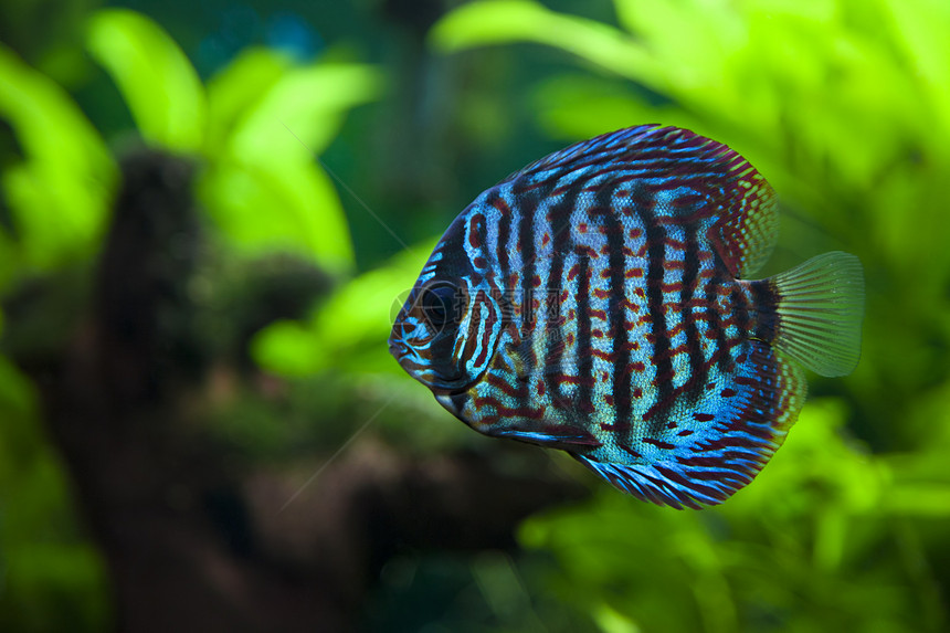 讨论鱼类鱼缸铁饼热带条纹植物活力水平科鱼蓝色红色图片