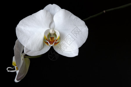 白兰花黑色背景热带黄色白色植物花卉水平红色花瓣背景图片