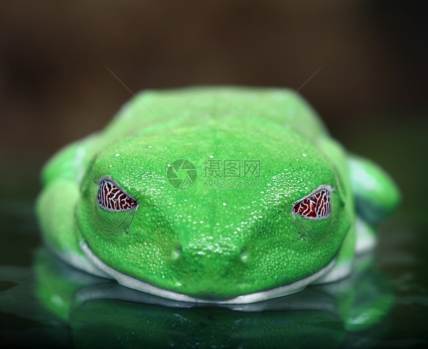 红眼树蛙宏观绿色热带雨林野生动物青蛙丛林眼睛动物两栖图片