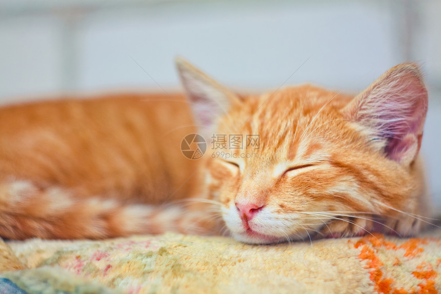 睡着的年轻小猫晶须红色动物毛皮猫咪叶子草地猫科宠物橙子图片