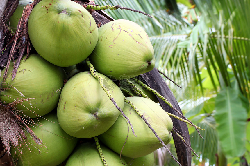 热带椰子食物植物群叶子营养树干植物气候植物学水果果汁图片