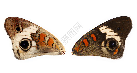 美丽的翅膀蝴蝶橙子昆虫野生动物漏洞宏观背景图片