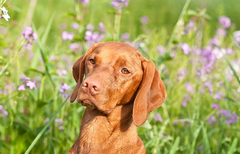 维兹拉狗与野花的近距离肖像宠物指针照片植物哺乳动物绿色紫色犬类动物水平背景图片
