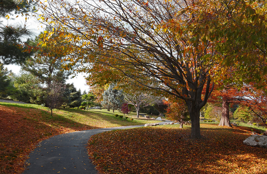 在公园的秋天途径橙子叶子红色水平绿色季节黄色图片
