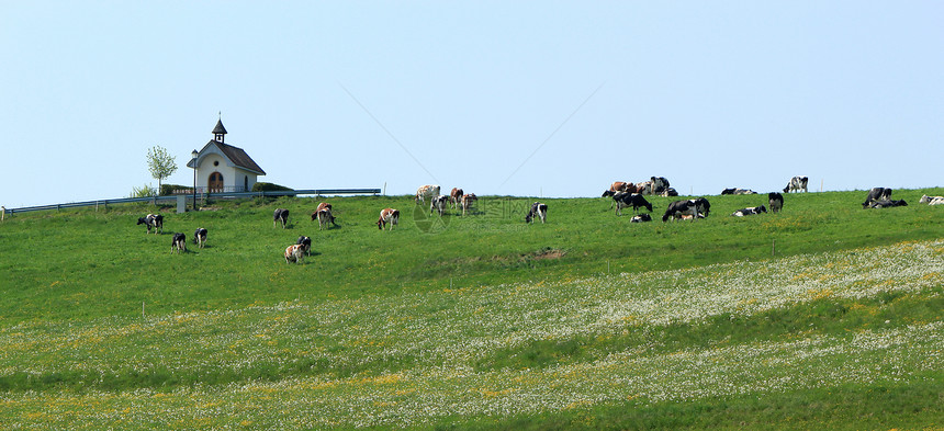 山上的奶牛草地花朵全景教堂农场山脉头发动物牛皮天空图片