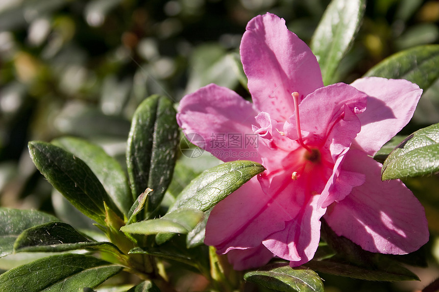 粉红花季节植物叶子宏观植物学阳光植物群园艺环境花园图片