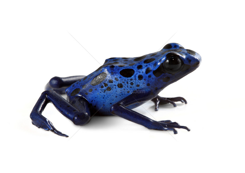 蓝毒达尔特青蛙丛林白色水平蓝色野生动物宏观生物热带动物图片