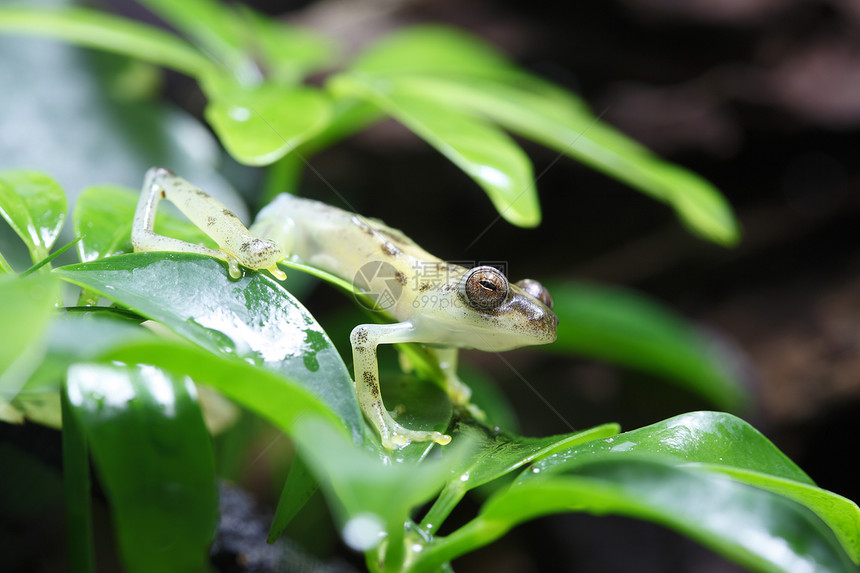 玻璃青蛙斑点雨林宏观热带水平树蛙野生动物丛林气候叶子图片