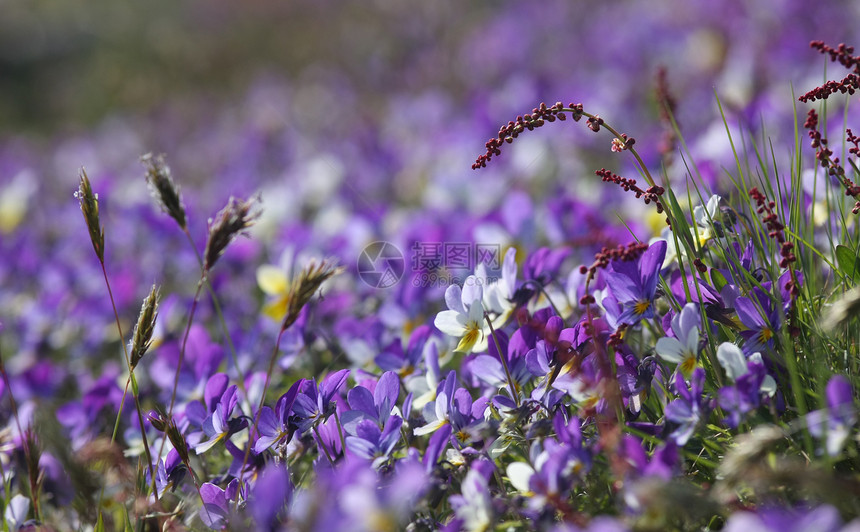 紫花床图片