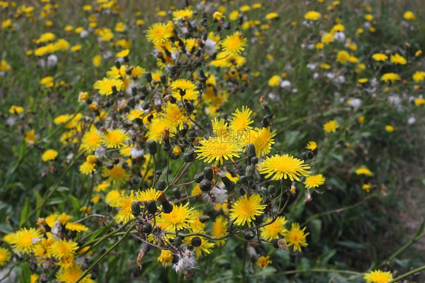 索丘斯的复仇场地黄色叶子季节花瓣花朵草本植物绿色荒野草本图片