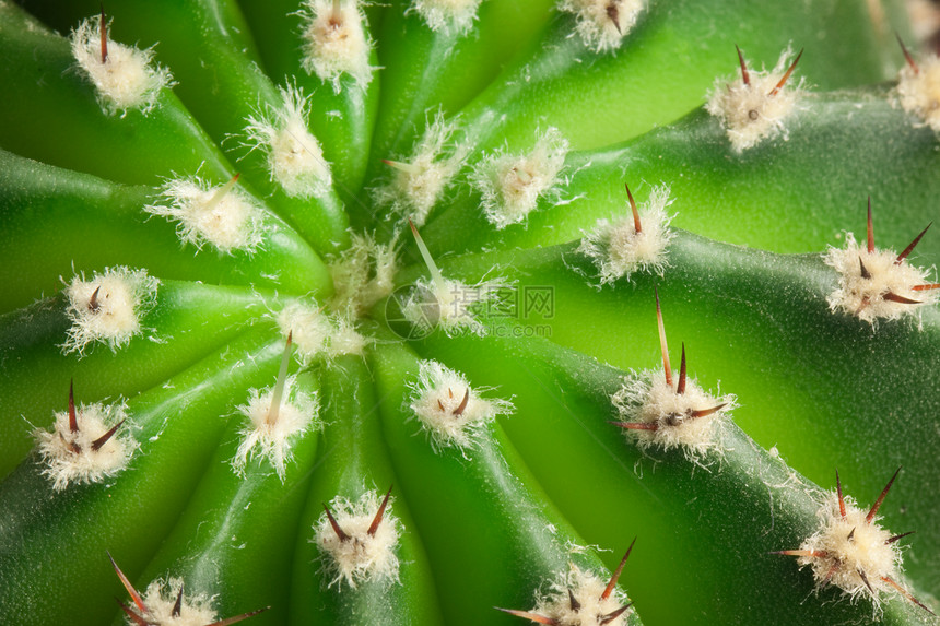 仙地植物学宏观草本肉质沙漠尖刺叶子生长框架摄影图片