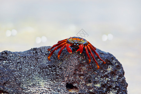 莎莉莱特富特蟹加拉帕戈斯岛的莎莉浅脚蟹甲壳螃蟹岩石海滩结痂宏观白色石头贝类天线背景