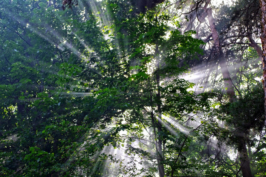森林中阳光照耀的背面图片