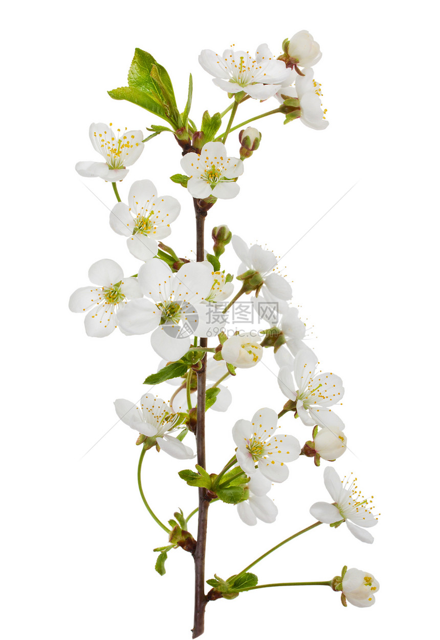 盛开的樱桃枝植物学生长浆果叶子白色水果季节绿色花瓣植物图片