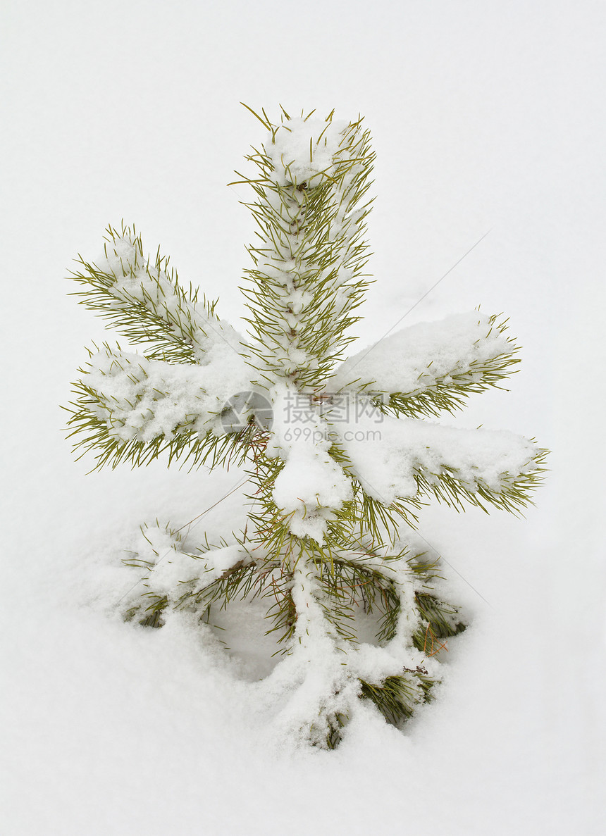 小松树覆盖着积雪图片