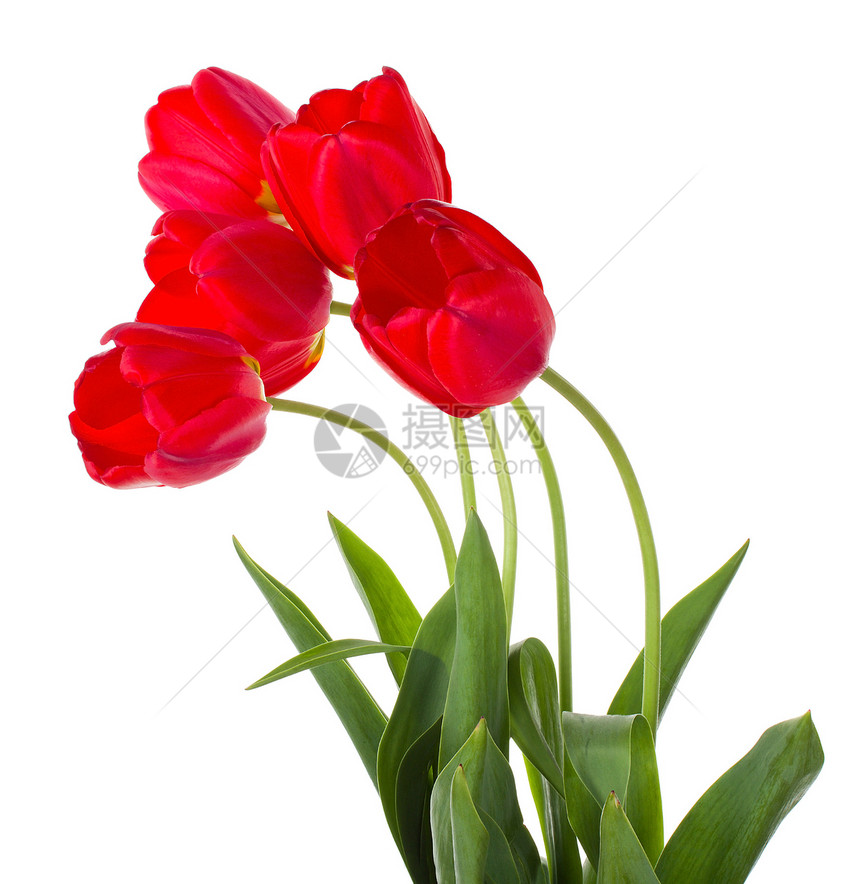 红色郁金香花束植物礼物白色花瓣叶子绿色脆弱性图片
